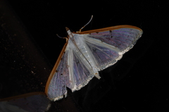 Palpita nigropunctalis