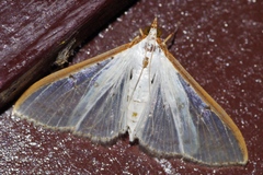 Palpita nigropunctalis