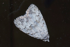 Nola thyrophora