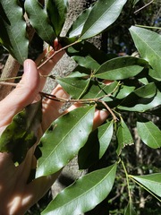 Cryptocarya sclerophylla