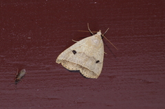 Bocula caradrinoides