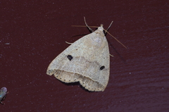 Bocula caradrinoides