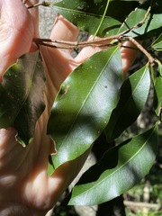 Cryptocarya sclerophylla