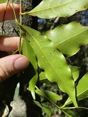Cryptocarya sclerophylla