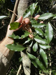 Cryptocarya sclerophylla