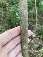 Cryptocarya sclerophylla