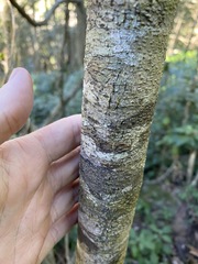 Cryptocarya sclerophylla