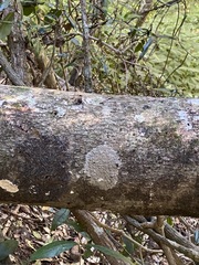 Cryptocarya sclerophylla