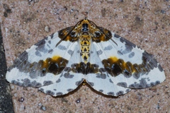 Abraxas miranda aesia