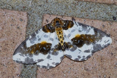 Abraxas miranda aesia