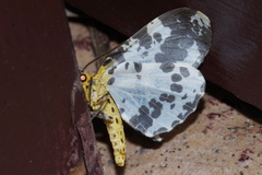 Abraxas miranda aesia