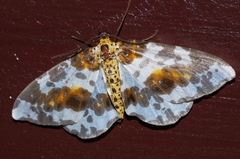 Abraxas miranda aesia