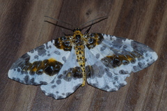 Abraxas miranda aesia