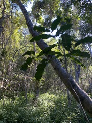 Atalaya multiflora