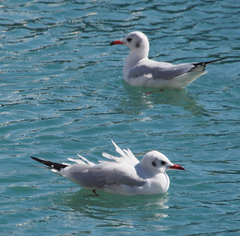 Chroicocephalus ridibundus