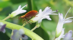 Oreocalus cinnamomea