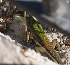 Podarcis siculus
