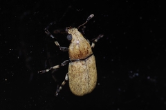 Euparius concolor