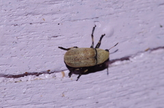 Euparius concolor