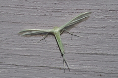 Pterophorus