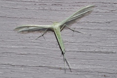 Pterophorus