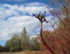 Cornus alba