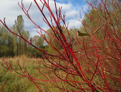 Cornus alba