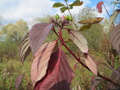 Cornus alba