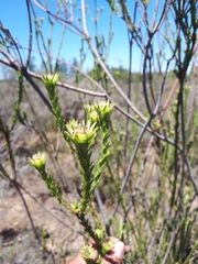 Leucadendron stellare
