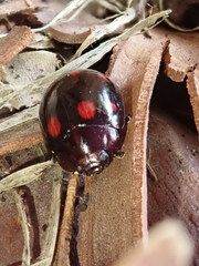 Paropsisterna octosignata