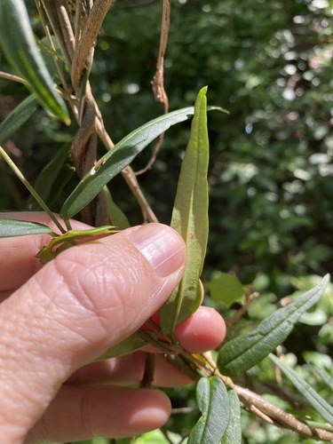 Image of Parsonsia paulforsteri by (c) Greg Tasney, some rights reserved (CC BY-SA)