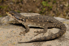 Drakensberg Crag Lizard photo 1