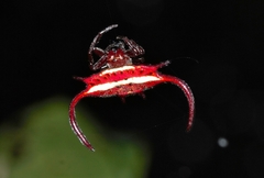 Gasteracantha falcicornis