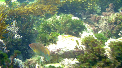 Austrolabrus maculatus