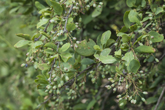 Berberis integerrima