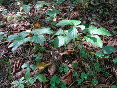 Rubus saxatilis