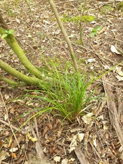 Carex subviridis