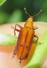 Oreocalus cinnamomea