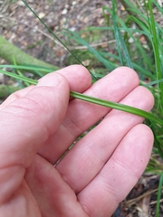 Carex subviridis