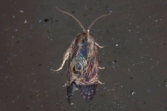 Cryptophlebia repletana