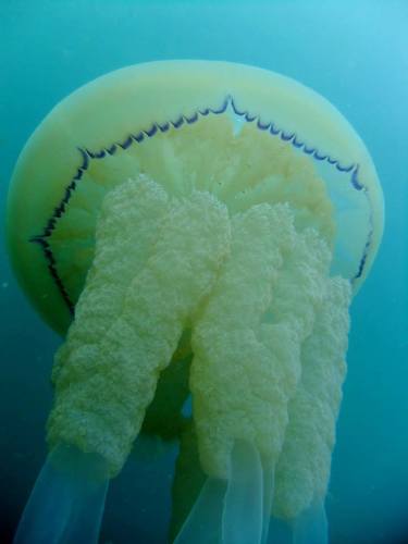 Dustbin-lid Jelly, photo 5 of 8