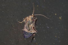 Cryptophlebia repletana