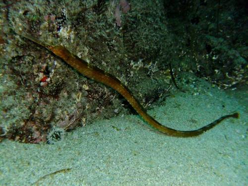 Greater Pipefish, photo 4 of 7