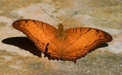 Vindula dejone erotella