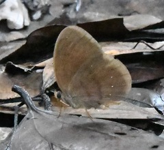 Faunis canens arcesilas