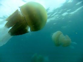 Dustbin-lid Jelly, photo 6 of 8