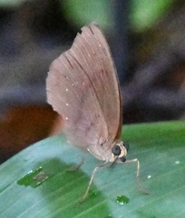 Faunis canens arcesilas