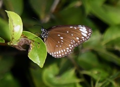 Euploea crameri
