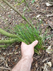 Carex subviridis