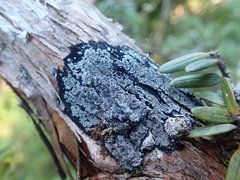 Degelia crustacea